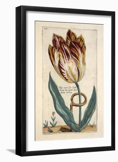 Tulipa Mayor Do Jacobi Bommy, Plate 47, from 'Hortus Floridus' Published 1614-Crispin II de Passe-Framed Giclee Print