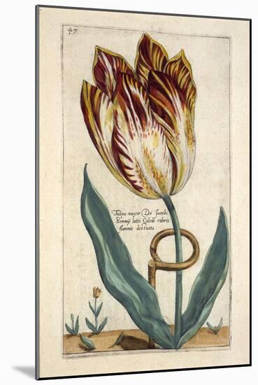 Tulipa Mayor Do Jacobi Bommy, Plate 47, from 'Hortus Floridus' Published 1614-Crispin II de Passe-Mounted Giclee Print