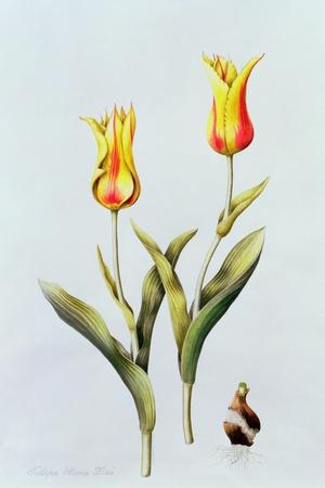 https://imgc.allpostersimages.com/img/posters/tulipa-mona-lisa-1997_u-L-Q1E3O340.jpg?artPerspective=n