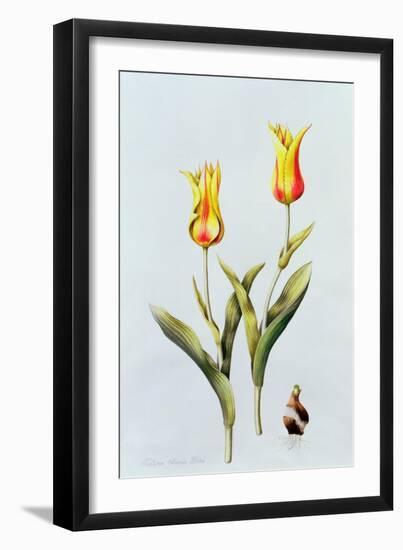 Tulipa Mona Lisa 1997-Sally Crosthwaite-Framed Giclee Print