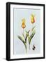 Tulipa Mona Lisa 1997-Sally Crosthwaite-Framed Giclee Print