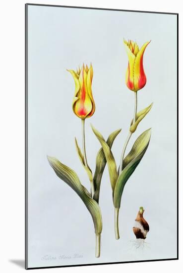 Tulipa Mona Lisa 1997-Sally Crosthwaite-Mounted Giclee Print