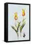 Tulipa Mona Lisa 1997-Sally Crosthwaite-Framed Stretched Canvas