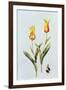 Tulipa Mona Lisa 1997-Sally Crosthwaite-Framed Giclee Print