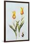 Tulipa Mona Lisa 1997-Sally Crosthwaite-Framed Giclee Print