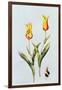 Tulipa Mona Lisa 1997-Sally Crosthwaite-Framed Giclee Print