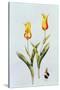 Tulipa Mona Lisa 1997-Sally Crosthwaite-Stretched Canvas