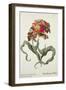 Tulipa Monstrosa Rubra Maior from Phythanthoza Iconographica, Published in Germany, 1737-45-Johann Wilhelm Weinman-Framed Giclee Print