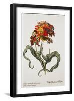 Tulipa Monstrosa Rubra Maior, Lithograph-Johann Wilhelm Weinmann-Framed Premium Giclee Print