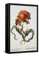 Tulipa Monstrosa Rubra Maior, Lithograph-Johann Wilhelm Weinmann-Framed Stretched Canvas