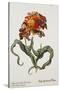 Tulipa Monstrosa Rubra Maior, Lithograph-Johann Wilhelm Weinmann-Stretched Canvas