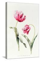 Tulipa Mrs Estelle Rynveld 1997-Sally Crosthwaite-Stretched Canvas