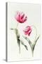 Tulipa Mrs Estelle Rynveld 1997-Sally Crosthwaite-Stretched Canvas