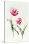 Tulipa Mrs Estelle Rynveld 1997-Sally Crosthwaite-Stretched Canvas