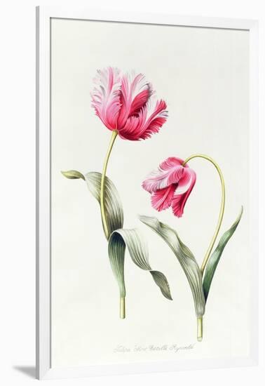 Tulipa Mrs Estelle Rynveld 1997-Sally Crosthwaite-Framed Giclee Print