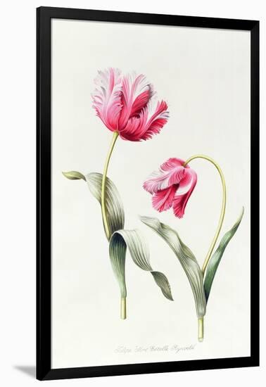 Tulipa Mrs Estelle Rynveld 1997-Sally Crosthwaite-Framed Giclee Print