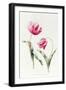 Tulipa Mrs Estelle Rynveld 1997-Sally Crosthwaite-Framed Giclee Print