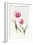 Tulipa Mrs Estelle Rynveld 1997-Sally Crosthwaite-Framed Giclee Print