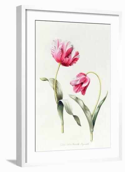 Tulipa Mrs Estelle Rynveld 1997-Sally Crosthwaite-Framed Giclee Print