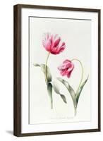 Tulipa Mrs Estelle Rynveld 1997-Sally Crosthwaite-Framed Giclee Print