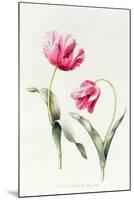 Tulipa Mrs Estelle Rynveld 1997-Sally Crosthwaite-Mounted Giclee Print