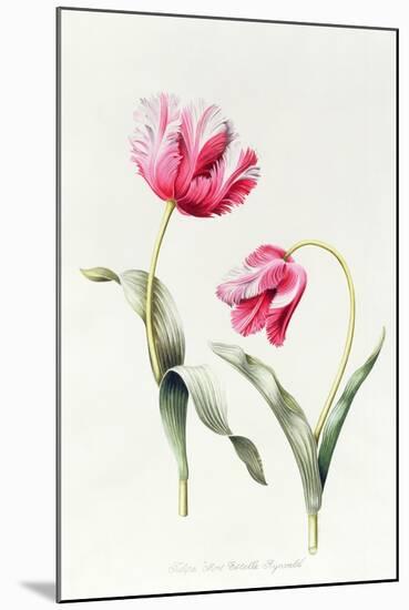 Tulipa Mrs Estelle Rynveld 1997-Sally Crosthwaite-Mounted Giclee Print