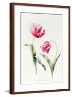 Tulipa Mrs Estelle Rynveld 1997-Sally Crosthwaite-Framed Giclee Print