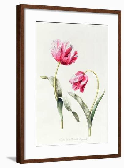 Tulipa Mrs Estelle Rynveld 1997-Sally Crosthwaite-Framed Giclee Print