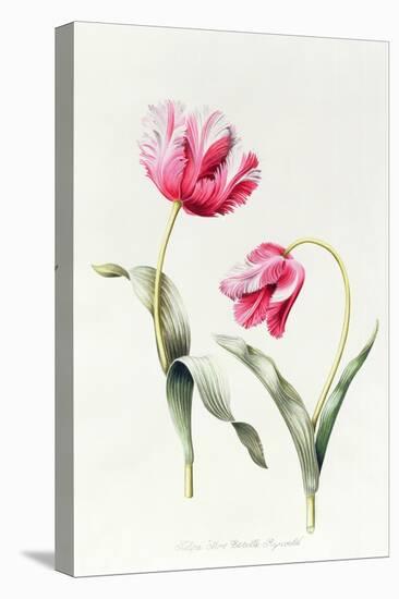 Tulipa Mrs Estelle Rynveld 1997-Sally Crosthwaite-Stretched Canvas