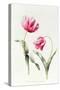 Tulipa Mrs Estelle Rynveld 1997-Sally Crosthwaite-Stretched Canvas