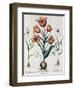 Tulipa Perfica Non Aperta, Tulipa Polyanthos Pracox, Tulipa Perfica Aperta-Besler Basilius-Framed Giclee Print