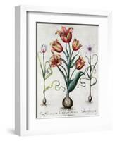 Tulipa Perfica Non Aperta, Tulipa Polyanthos Pracox, Tulipa Perfica Aperta-Besler Basilius-Framed Giclee Print