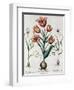 Tulipa Perfica Non Aperta, Tulipa Polyanthos Pracox, Tulipa Perfica Aperta-Besler Basilius-Framed Giclee Print