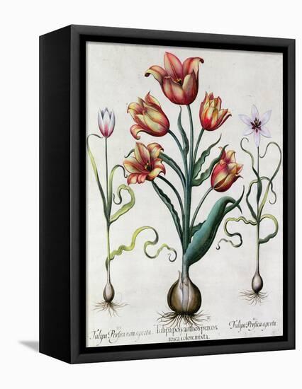 Tulipa Perfica Non Aperta, Tulipa Polyanthos Pracox, Tulipa Perfica Aperta-Besler Basilius-Framed Stretched Canvas