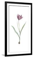 Tulipa Purpura-Pierre Joseph Redoute-Framed Giclee Print