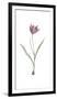 Tulipa Purpura-Pierre Joseph Redoute-Framed Giclee Print