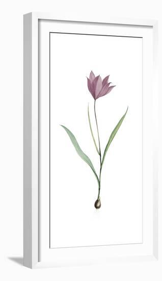 Tulipa Purpura-Pierre Joseph Redoute-Framed Giclee Print