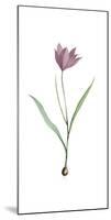 Tulipa Purpura-Pierre Joseph Redoute-Mounted Giclee Print
