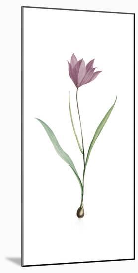 Tulipa Purpura-Pierre Joseph Redoute-Mounted Giclee Print