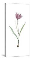 Tulipa Purpura-Pierre Joseph Redoute-Stretched Canvas