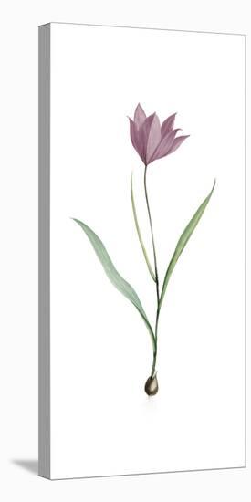 Tulipa Purpura-Pierre Joseph Redoute-Stretched Canvas