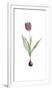 Tulipa Rosea-Pierre Joseph Redoute-Framed Giclee Print