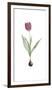 Tulipa Rosea-Pierre Joseph Redoute-Framed Giclee Print