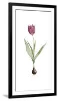 Tulipa Rosea-Pierre Joseph Redoute-Framed Giclee Print