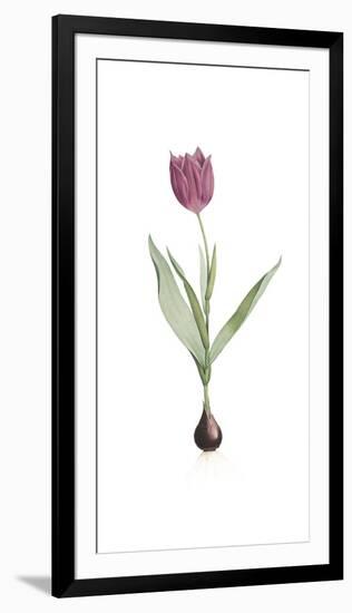 Tulipa Rosea-Pierre Joseph Redoute-Framed Giclee Print