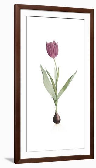 Tulipa Rosea-Pierre Joseph Redoute-Framed Giclee Print