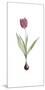 Tulipa Rosea-Pierre Joseph Redoute-Mounted Giclee Print