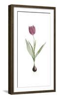 Tulipa Rosea-Pierre Joseph Redoute-Framed Giclee Print