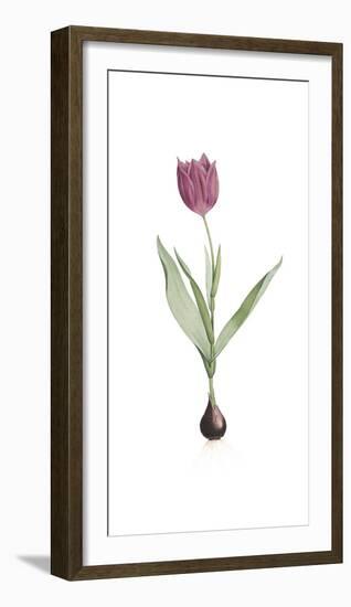 Tulipa Rosea-Pierre Joseph Redoute-Framed Giclee Print