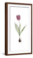 Tulipa Rosea-Pierre Joseph Redoute-Framed Giclee Print